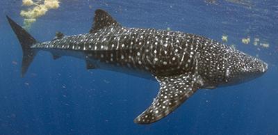 whaleshark